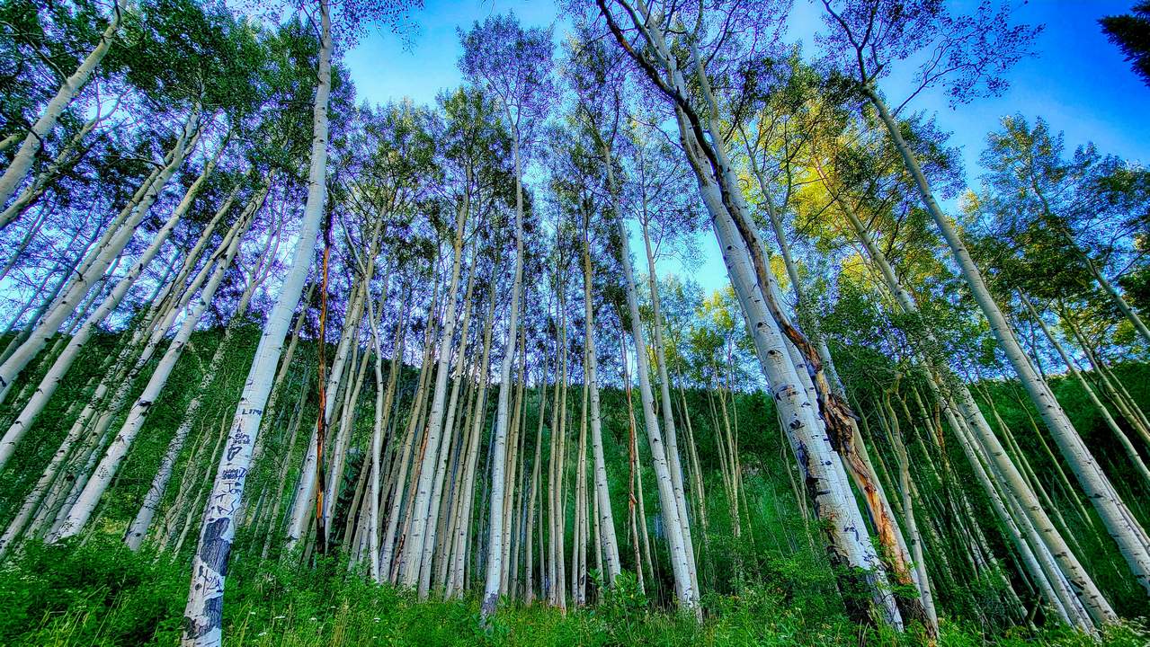 Quaking Aspen